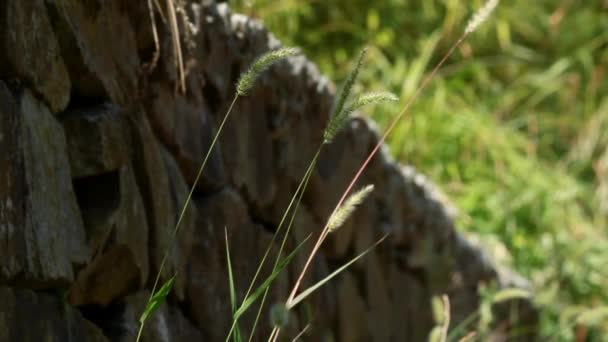 Pointes à base de plantes — Video