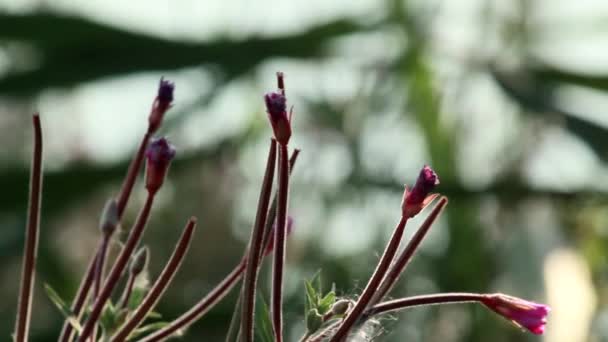 Buds de Pulsatilla ordinária — Vídeo de Stock