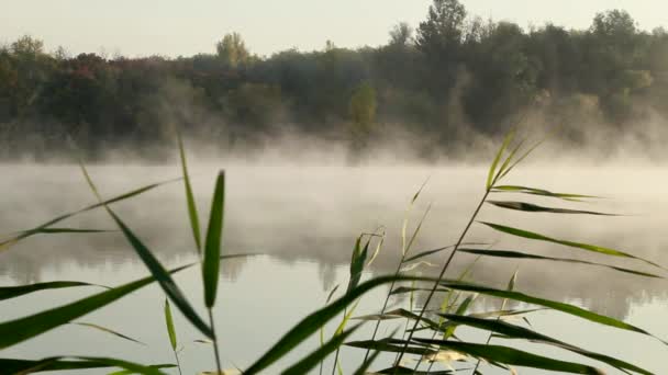 雾的早晨 — 图库视频影像