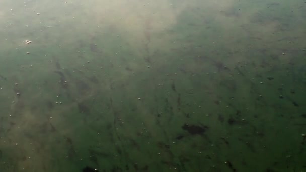 水の上の煙 — ストック動画