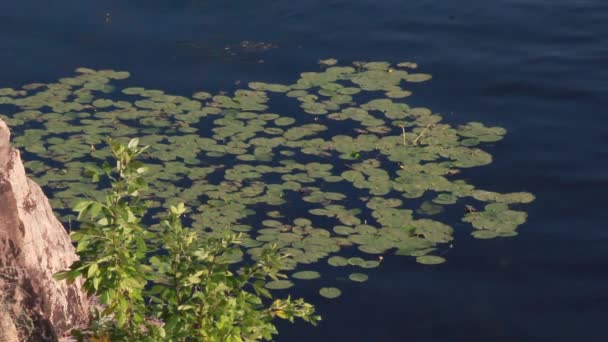 Water lilies — Stock Video