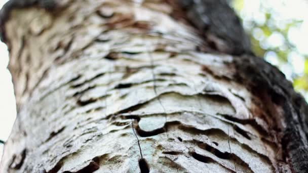 El tronco del árbol con corteza exfoliada — Vídeo de stock