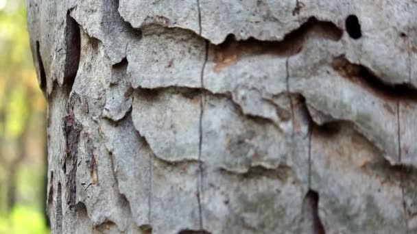 Ствол дерева с отшелушивающейся корой — стоковое видео