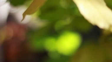 ağaç dalı sarı yaprakları ile