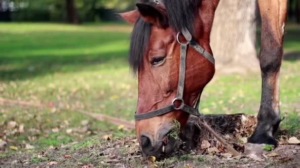 Harnessed horse grazing in the meadow — Stock Video