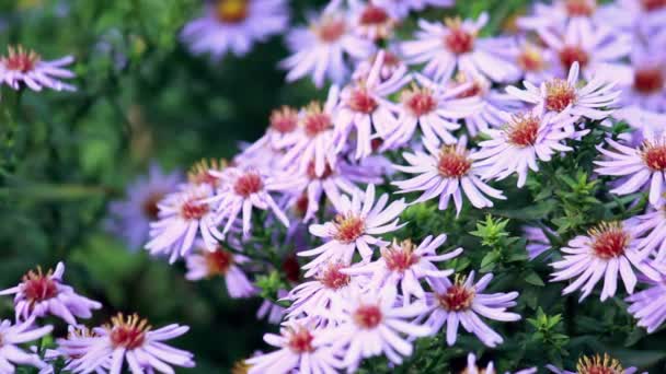 Summer flowers waving in the wind — Stock Video