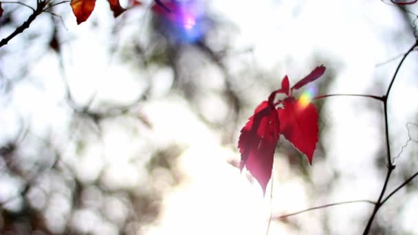 Un rayon de soleil sur les feuilles rouges du raisin sauvage — Video