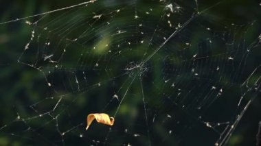 koyu yeşil arka planı örümcek ağı