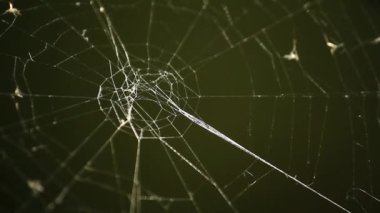 koyu yeşil arka planı örümcek ağı