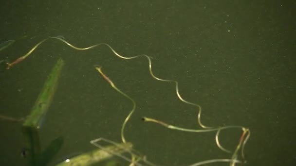 Patineurs d'étang jouant sur la surface de l'eau — Video