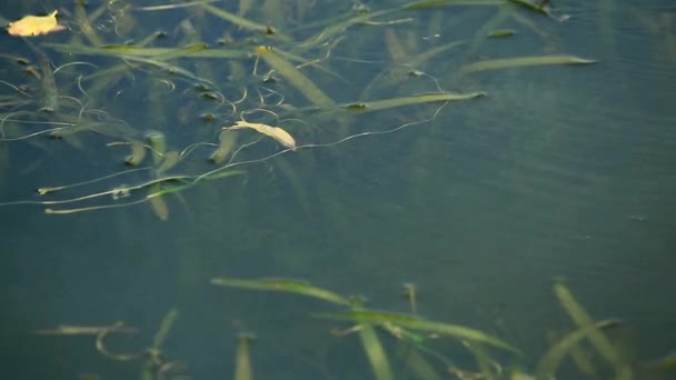 Pattinatori di stagno che giocano sulla superficie dell'acqua — Video Stock