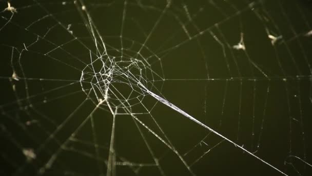Spinnweben vor dunkelgrünem Hintergrund — Stockvideo