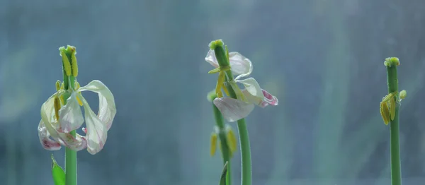 Dried up tulips — Stock Photo, Image