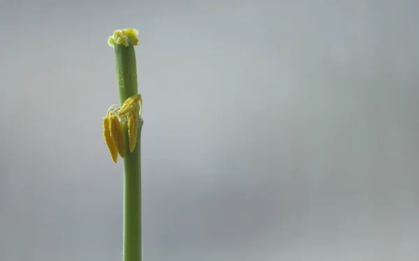 Сушеные тюльпаны — стоковое фото