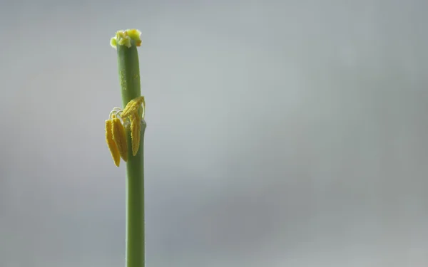 Dried up tulips — Stock Photo, Image