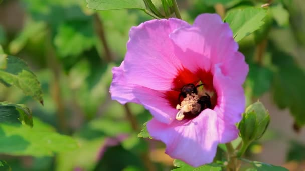 Bumblebee recogiendo el néctar de la flor rosada . — Vídeos de Stock