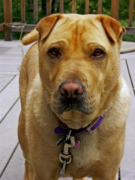 Alert dog — Stock Photo, Image