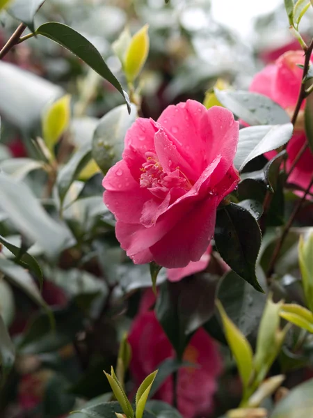 粉色美容花 — 图库照片