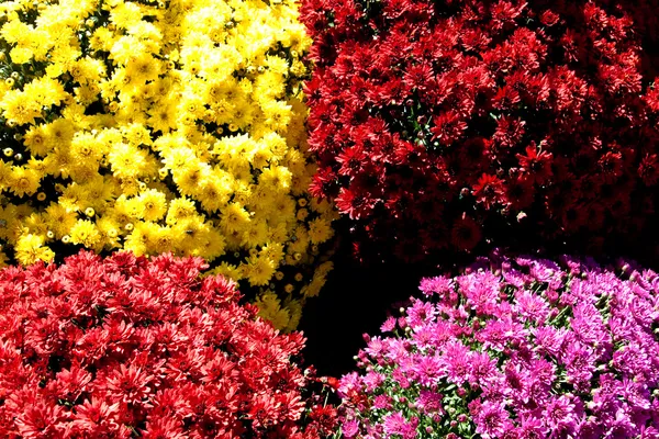 Flores — Foto de Stock