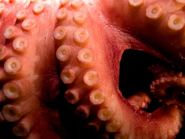 Octopus — Stock Photo, Image