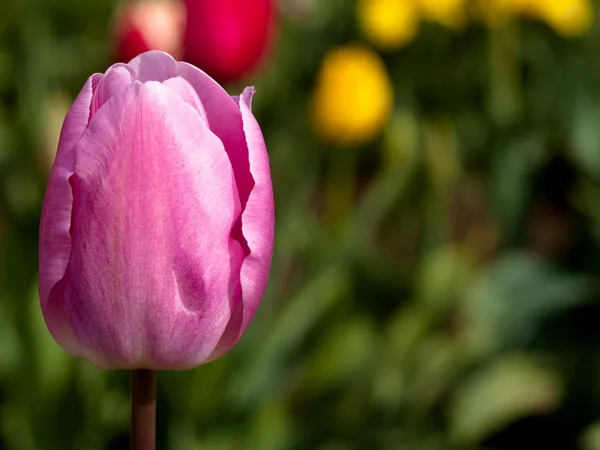 Tulipány v kvetoucí pole — Stock fotografie
