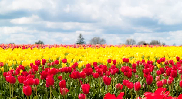 Tulips in a blooming field — Stock Photo, Image