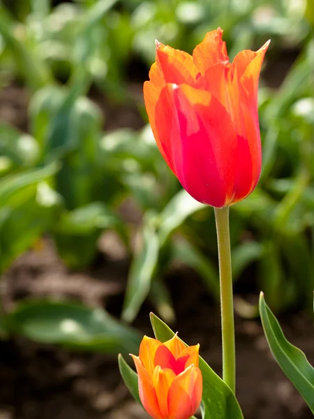 Tulips in a blooming field — Stock Photo, Image