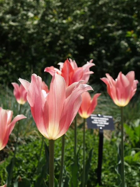 Skládaný tulipány — Stock fotografie