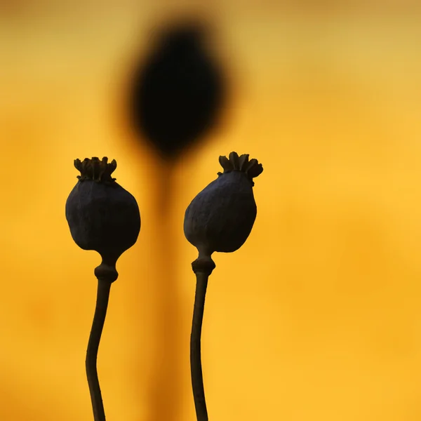 Poppyhead detail — Stock Photo, Image