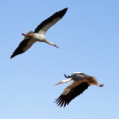 Storks flying clipart