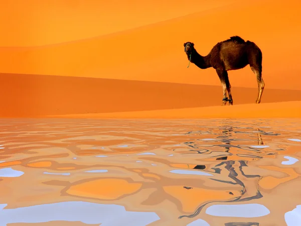 Camel och vatten — Stockfoto