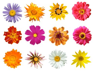 Various flowers Isolated clipart