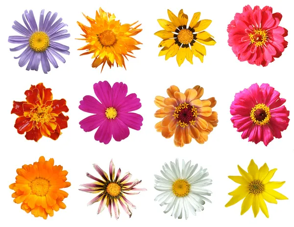 分離された様々 な花 — ストック写真