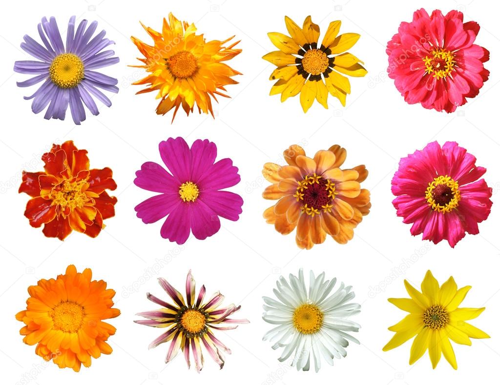 Various flowers Isolated