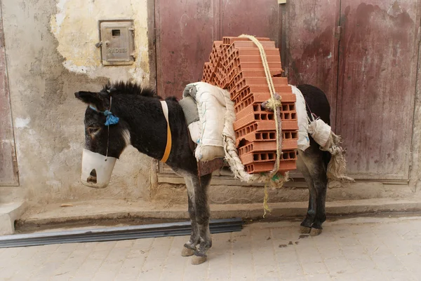 Szamár a Fes — Stock Fotó