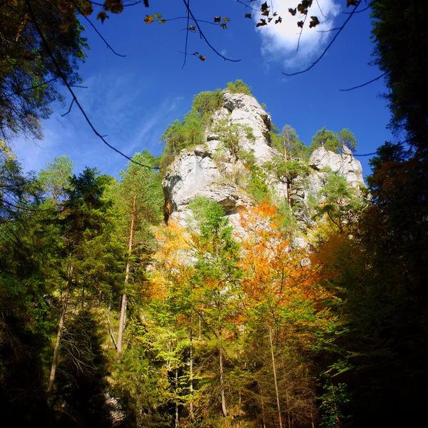 Autumn forest and a mountain — Stock Photo, Image