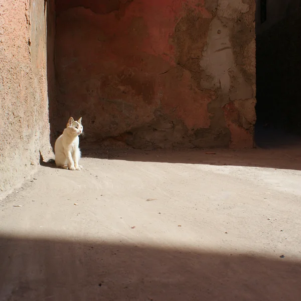 yalnız beyaz kedi