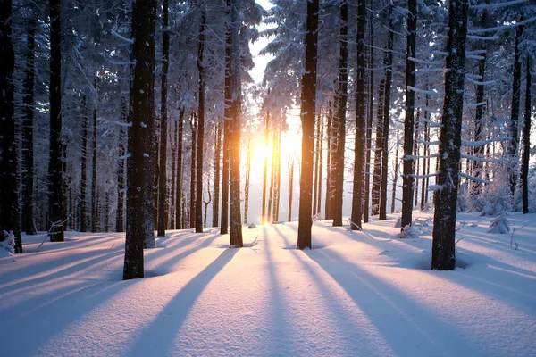 Puesta de sol en el bosque en invierno Imagen de stock