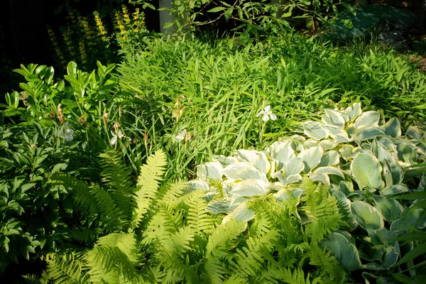 Detatail di giardino di un arbusto — Foto Stock