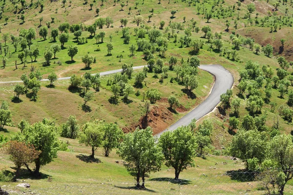 zeytin ağaçları