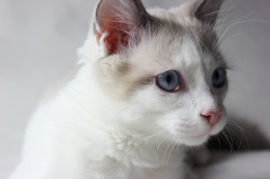 kedi, can sıkıntısı