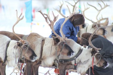 Kuzey raindeer