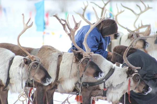 Raindeer da nord — Foto Stock