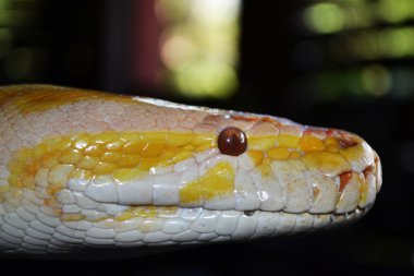 yılan