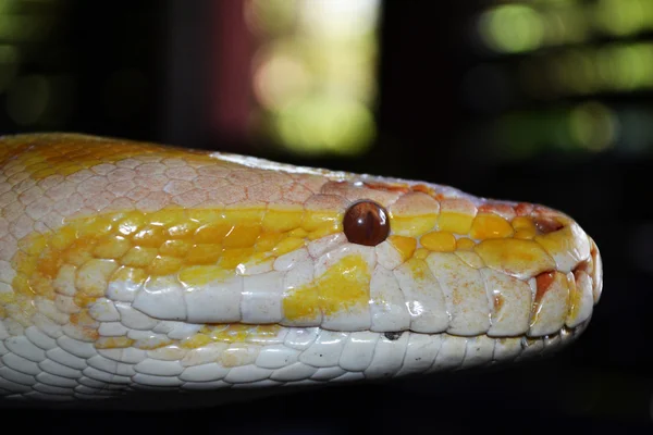 Serpente — Fotografia de Stock