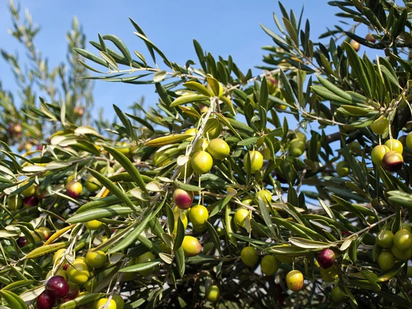 Оливкове дерево з багатьма фруктами Стокова Картинка