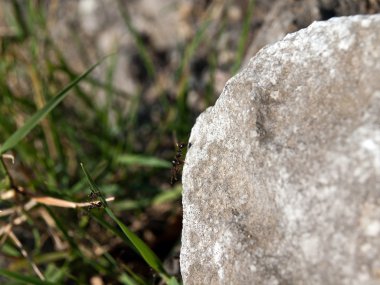 doğa içinde karıncalar