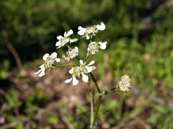 Vit blomma i naturen — Stockfoto