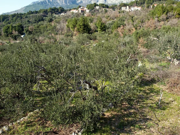 Eski köyünde zeytin ağaçları, görüntüleme — Stok fotoğraf