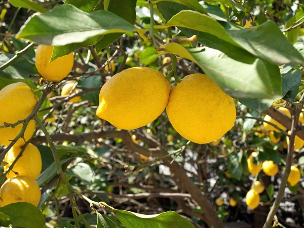 Limões amarelos em três — Fotografia de Stock